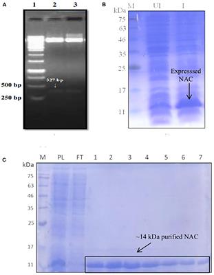 Biophysical and Biochemical Characterization of Nascent Polypeptide-Associated Complex of Picrophilus torridus and Elucidation of Its Interacting Partners